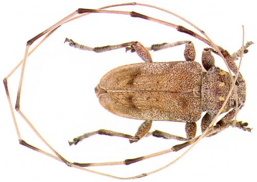 Réf. 66 783 : Acanthocinus aedilis