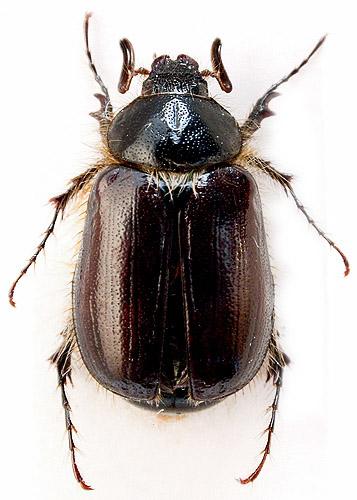 Réf. 66 601 : Elaphocera emarginata