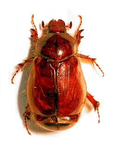Réf. 66 608 : Elaphocera emarginata