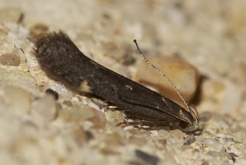 Réf. 66 062 : Aproaerema anthyllidella