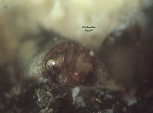 Lepthyphantes leprosus