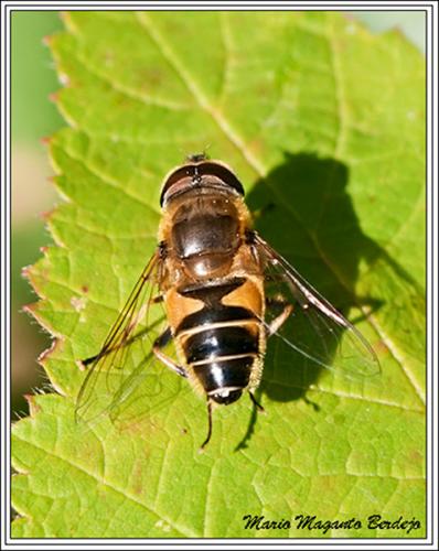 Réf. 66 423 : Eristalis nemorum