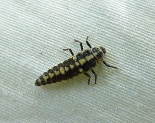 Réf. 66 574 : Oenopia sp.