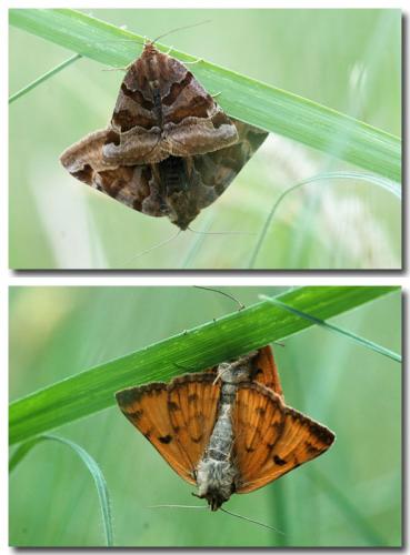 Euclidia glyphica