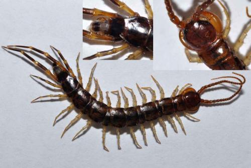 Réf. 66 910 : Eupolybothrus fasciatus