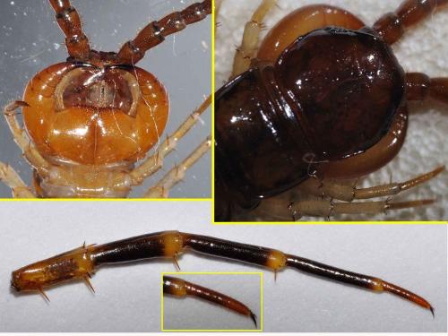 Eupolybothrus fasciatus