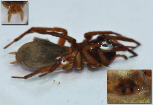 Réf. 66 165 : Inermocoelotes inermis