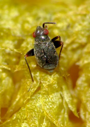 Réf. 66 889 : Chlamydatus evanescens