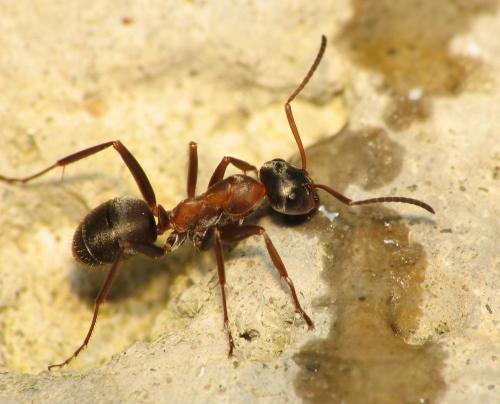 Réf. 66 644 : Formica rufibarbis