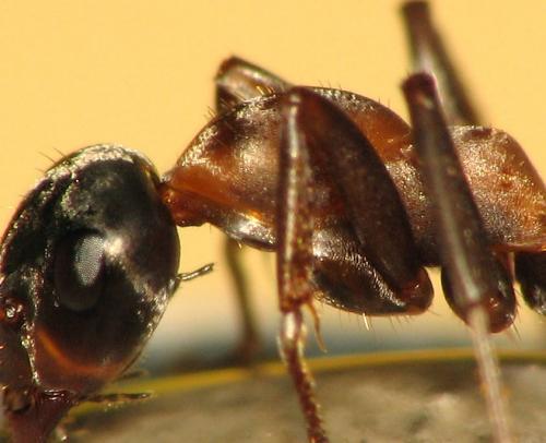 Réf. 66 646 : Formica rufibarbis