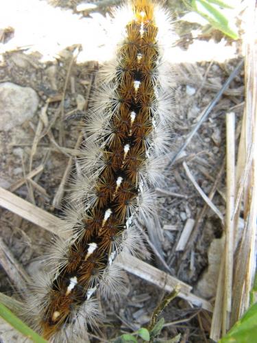 Réf. 66 483 : Rhyparia purpurata