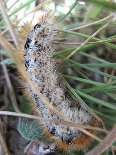 Réf. 66 484 : Rhyparia purpurata