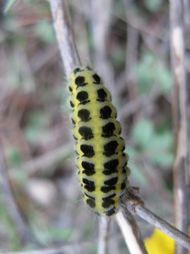 Zygaena sp.