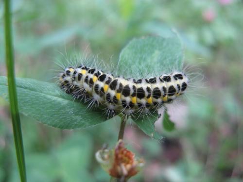 Zygaena lonicerae