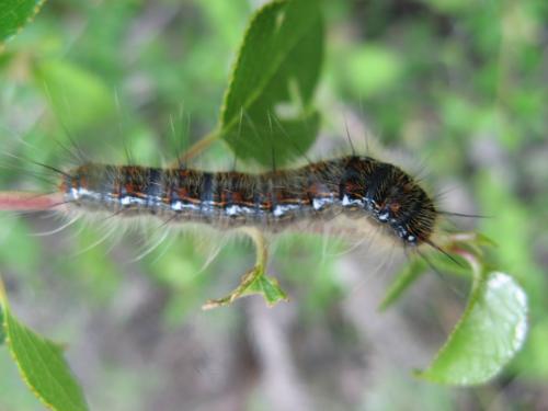 Réf. 66 469 : Trichiura crataegi