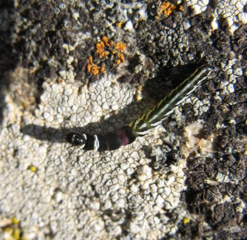 Helcystogramma sp.