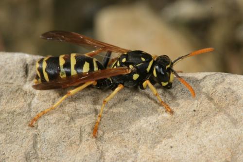 Polistes dominula