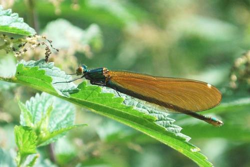 Calopteryx virgo