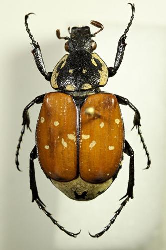 Réf. 66 807 : Gnorimus decempunctatus