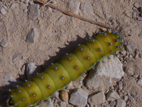 Saturnia pyri