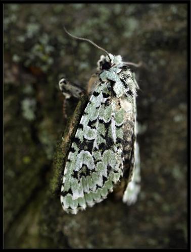 Griposia aprilina