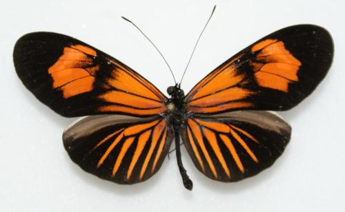 Heliconius sp.