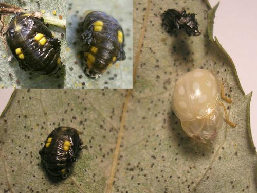 Réf. 66 087 : Halyzia sedecimguttata