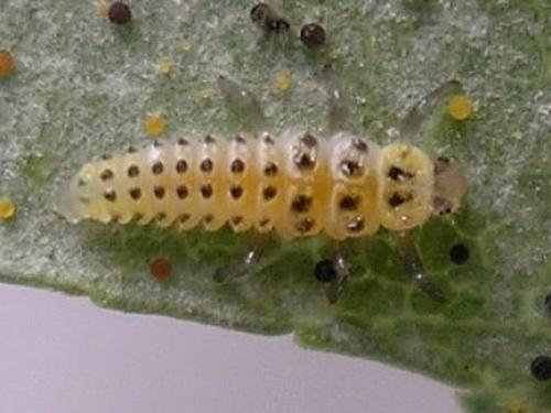 Halyzia sedecimguttata