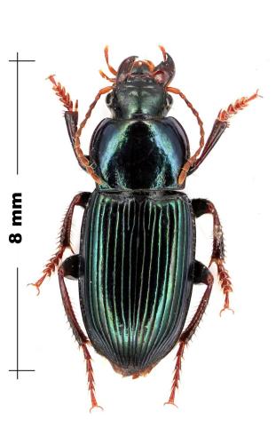 Harpalus honestus