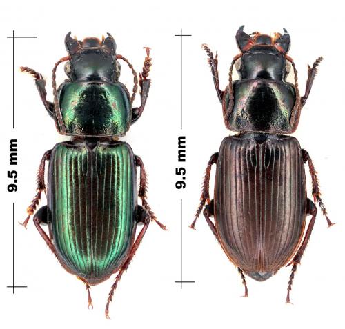 Harpalus oblitus patruelis
