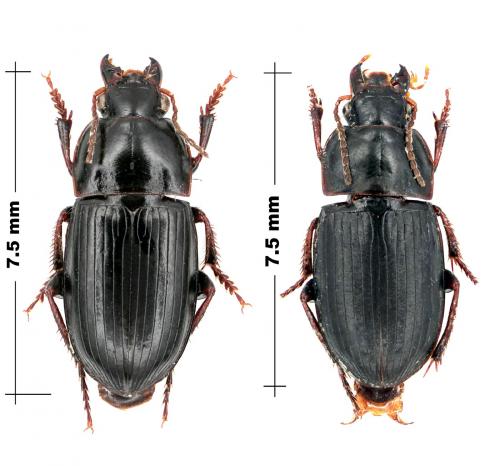 Réf. 66 822 : Harpalus anxius
