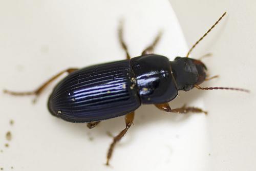 Réf. 66 531 : Harpalus rubripes