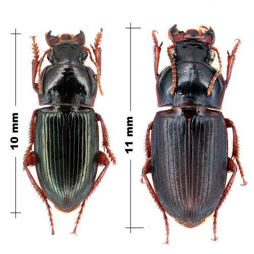 Harpalus smaragdinus