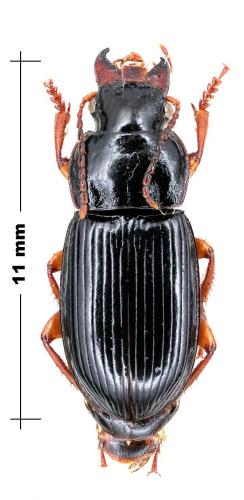 Harpalus laevipes