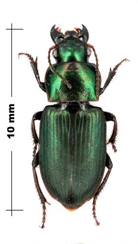 Réf. 66 841 : Harpalus distinguendus