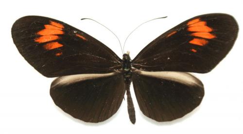 Réf. 66 186 : Heliconius sp.