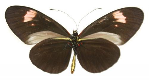 Heliconius sp.