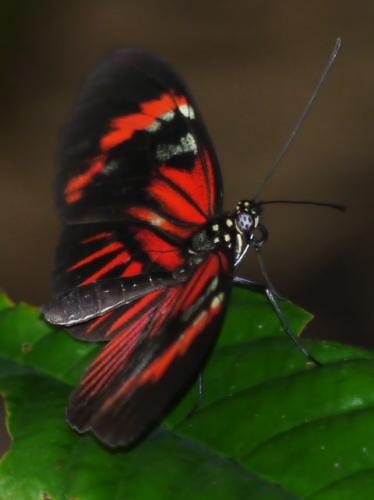 Heliconius sp.