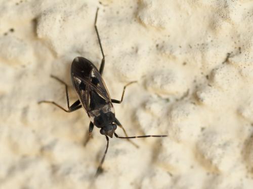 Rhyparochromus vulgaris