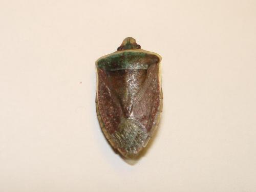 Nezara viridula
