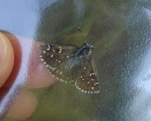 Pyrgus sp.