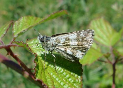 Réf. 66 516 : Pyrgus sp.