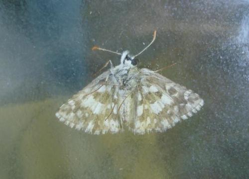 Pyrgus sp.