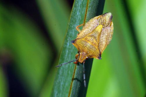 Carpocoris mediterraneus atlanticus