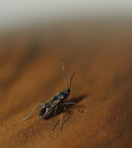 Rhyparochromus vulgaris