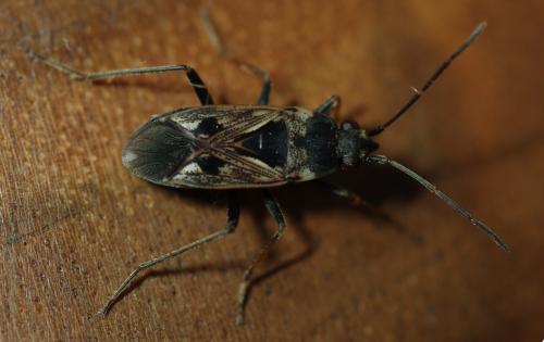 Réf. 66 975 : Rhyparochromus vulgaris