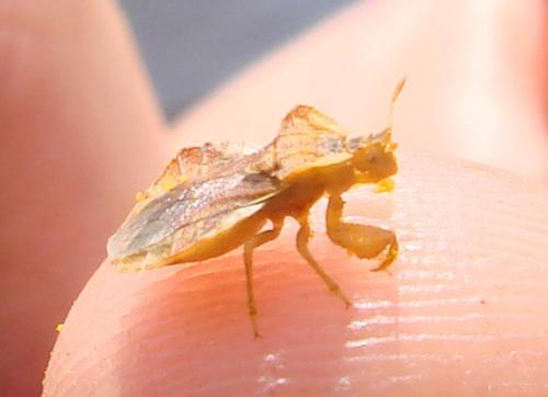 Phymata crassipes