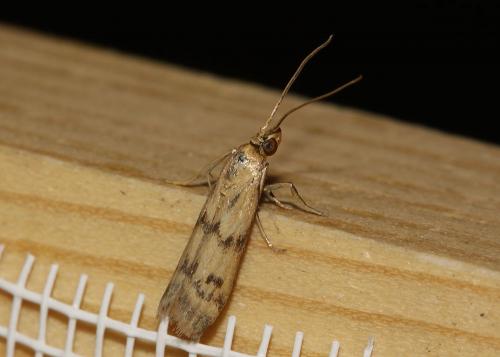 Homoeosoma sinuella