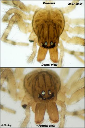 Lathys humilis