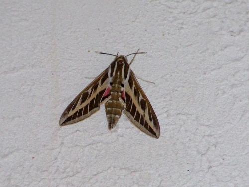 Hyles livornica